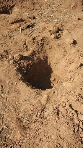 活动前一天,机关单位的叔叔阿姨们就已经挖好了树坑.