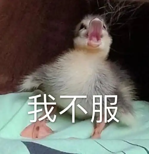 萌宠鸭子我不服生气搞怪呆萌gif动图_动态图_表情包下载_soogif