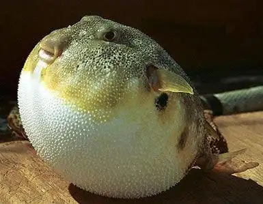 [美图欣赏]最可爱的河豚.