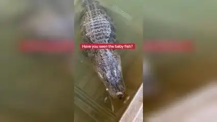 我的罗非鱼在鳄鱼池里生宝宝了!