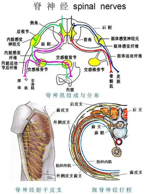 周围神经系-脊神经