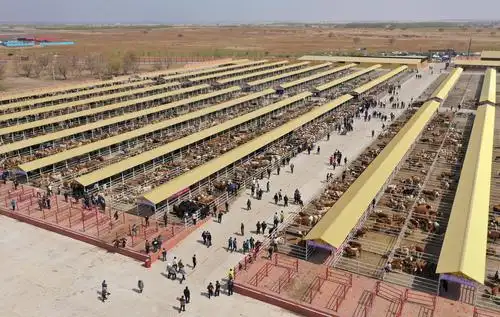 科右中旗肉牛交易市场(5月1日摄,无人机照片).