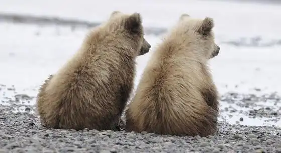 当成年棕熊在银鲑溪捕食鲑鱼时,两只小棕熊并肩坐着望向远方