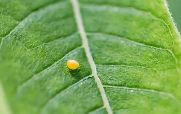 多肉养护中毛毛虫的治理方法
