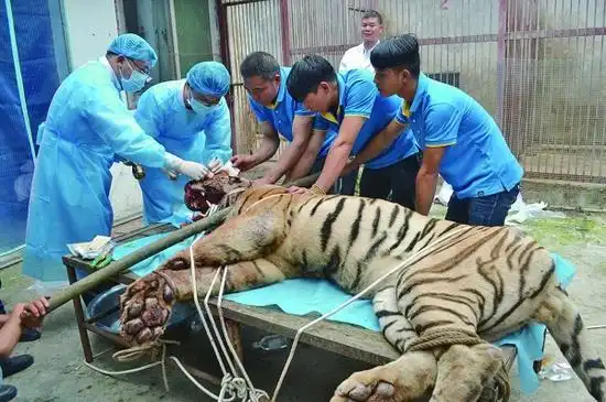 要多尴尬有多尴尬打麻药打到了老虎的蛋蛋上疼呢还是不疼呢