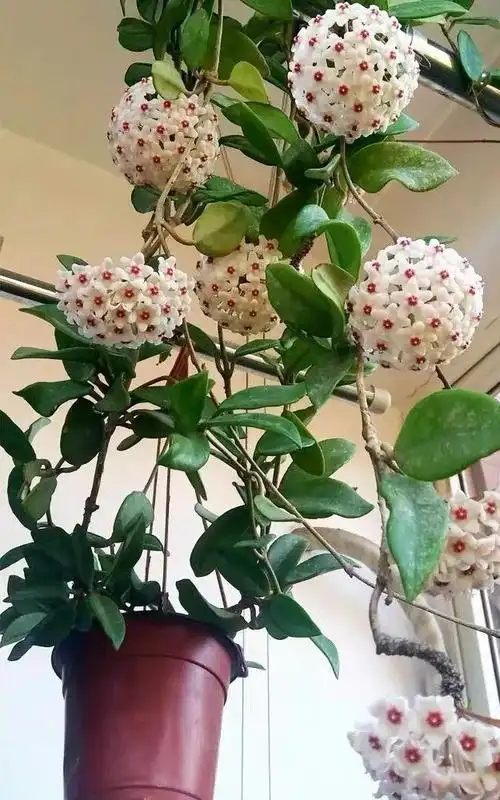 家庭养花,最怕光线不好.