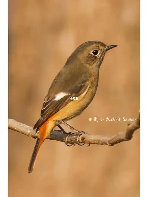 身边的野鸟|北红尾鸲