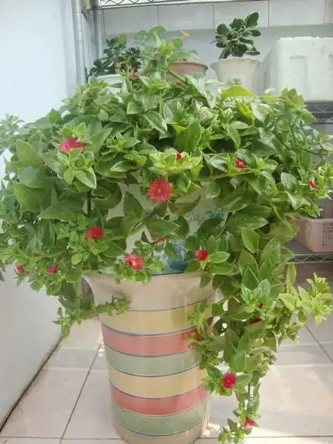 牡丹吊兰也是跟吊兰一个品种的,只不过在长势上面有着明显的差别,叶子