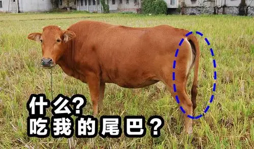 牛尾巴
