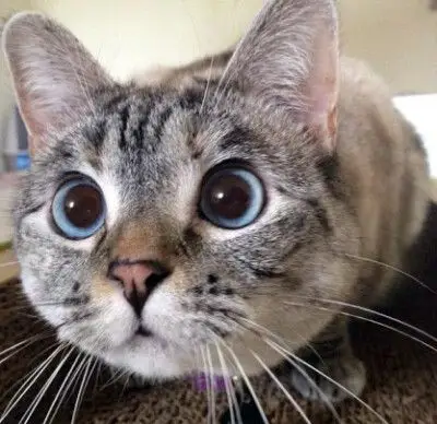 萌萌大眼睛卡通