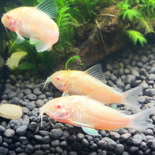 森悠(saryor)金苔鼠鱼活体琵琶鱼活体工具鱼垃圾鱼清洁鱼热带观赏鱼 4