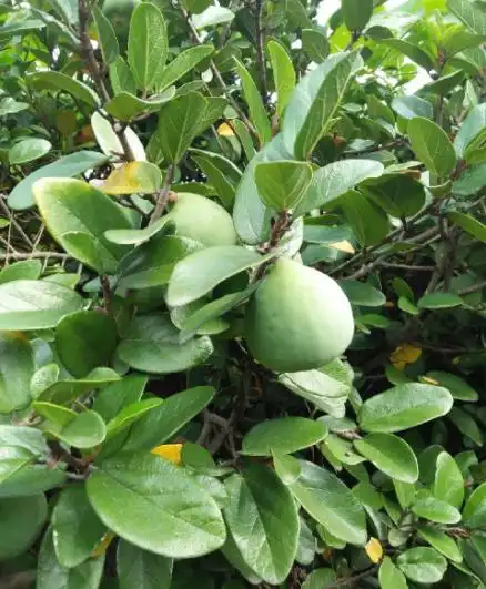 木莲果的功效与作用