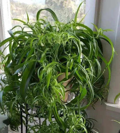 5,绿叶卷叶吊兰(chlorophytum comosum bonnie solid green)