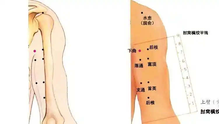 拼音xià qǔ xué主治《董氏奇穴针灸学》杨维杰血压高,坐骨神经痛