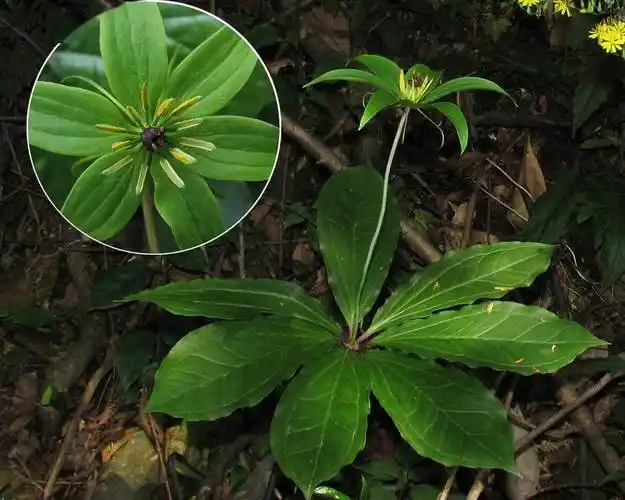 每日中药——蚤休_一枝花_草本植物_百合科