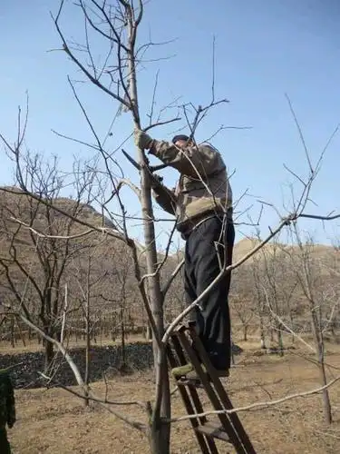 柿子树修剪成怎样的树形好呢