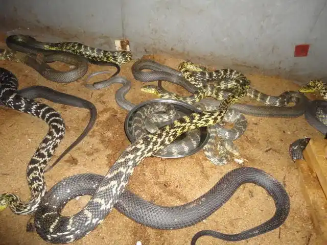 养殖大王蛇的注意事项如何养殖