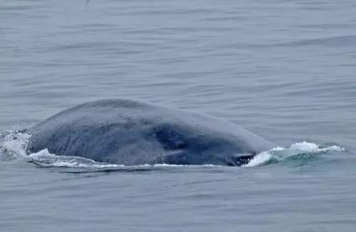 animals marine mammals eye of the whale