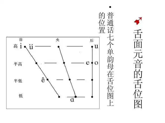 舌 面 元 音 的 舌 位