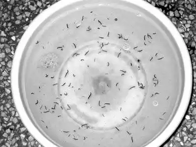 涌出成群蚂蝗幼虫(图)_新闻频道