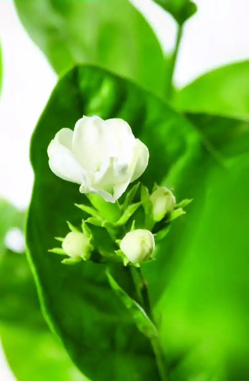 古老的东方有个少女名字就叫茉莉花……我爱你秀丽淡雅洁白无瑕, - 抖