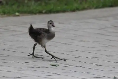 闲庭信步一一一黑水鸡雏鸟