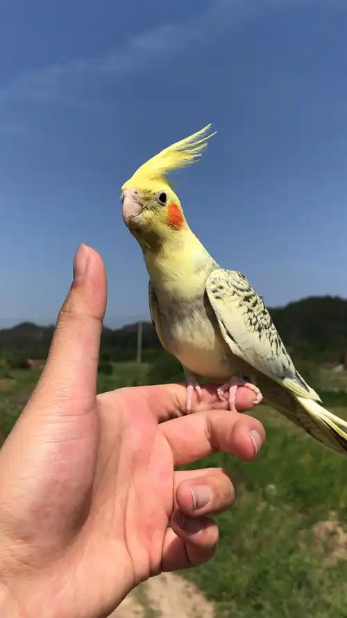 玄凤鹦鹉放飞盘飞还是选派特漂亮!-度小视