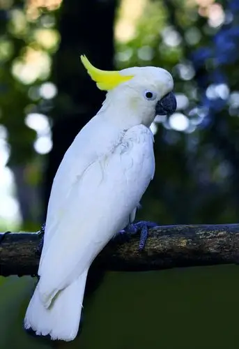 白鹦鹉