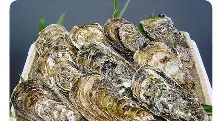 p>牡蛎( i>ostrea gigas tnunb /i>)俗称海蛎子,蚝等,隶属软体动物门