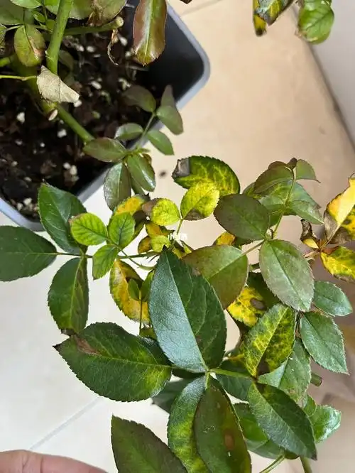 月季出现黄叶,卷边,这是怎么了#月季病虫害  #月季病虫害防治用药