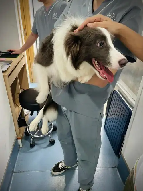 米娜髌骨脱位的修勾复出啦