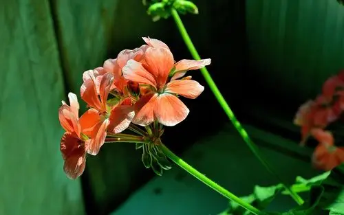 天竺葵唯美摄影桌面壁纸下载5