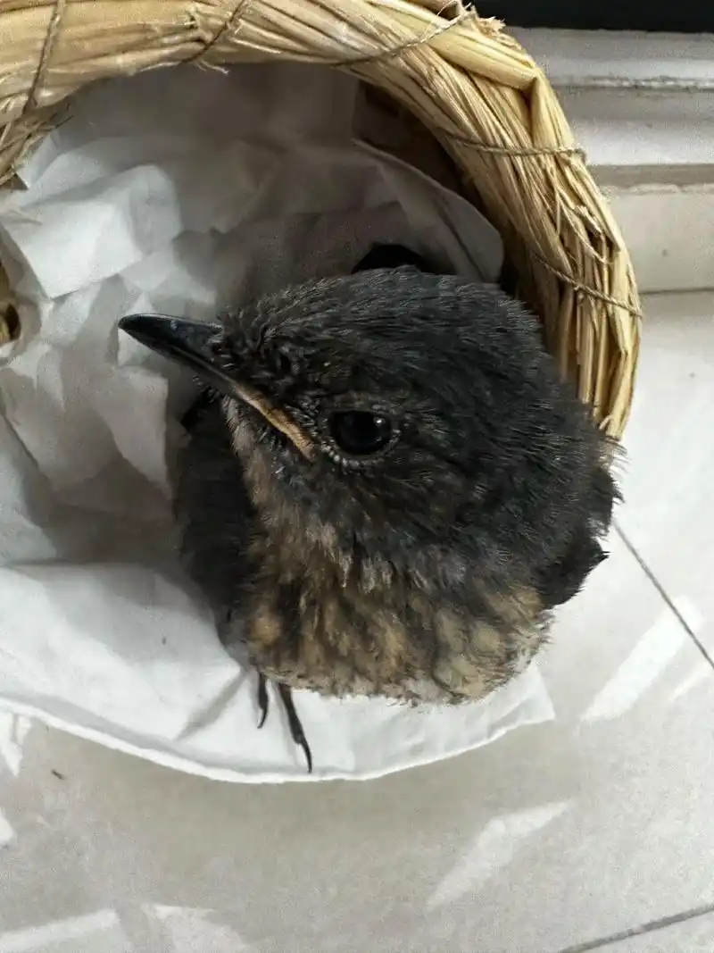 一周的小四喜.#鸟宝宝 #手养鸟日常 #萌宠日常记录  小家 - 抖音