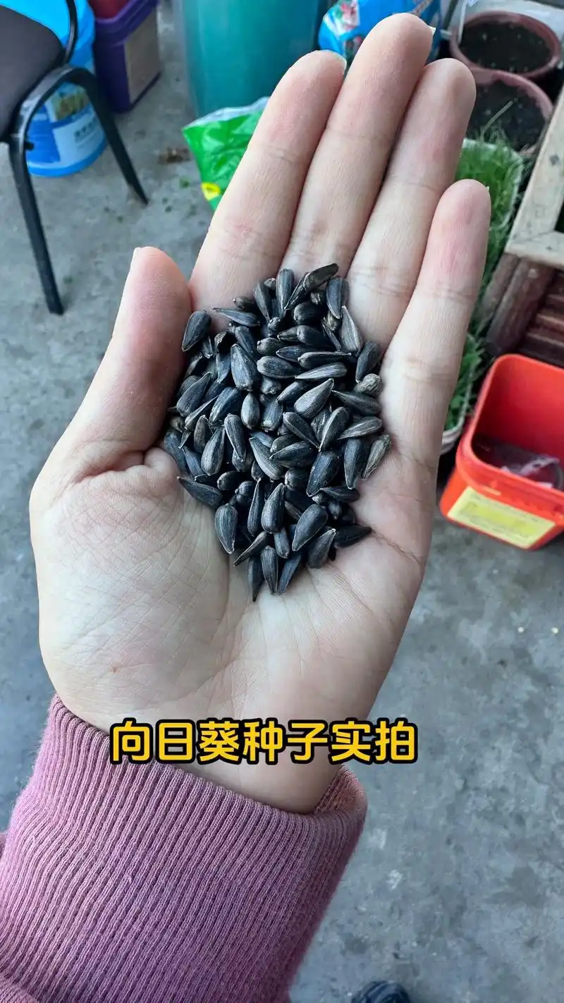 向日葵种子.像是超小号的瓜子,主体是黑色,一公斤大概3万粒, - 抖音