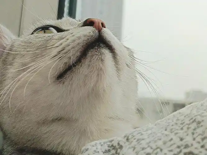 猫薄荷人能吃么