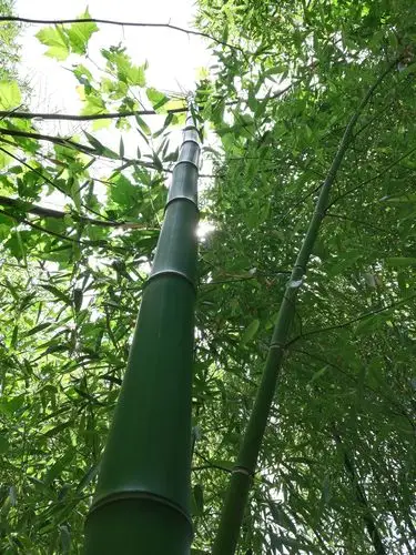 窗前碧翠竹,作者:爱优者 - 美篇