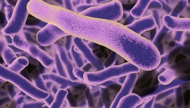 常见的单细胞生物有哪些 哪些是单细胞生物