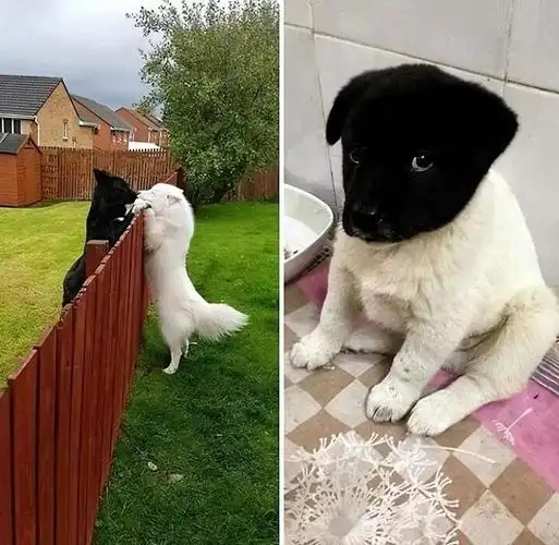 忍俊不禁30个令人捧腹的宠物搞笑秀无厘头的瞬间