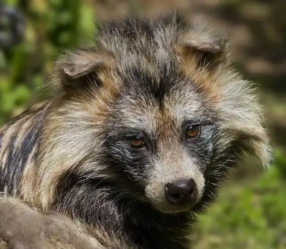 随后记者来到松江区野生动物保护站,经过工作人员对视频进行分析,确认