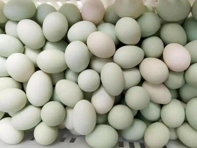 青皮鸭蛋新鲜鸭蛋6875个有一斤