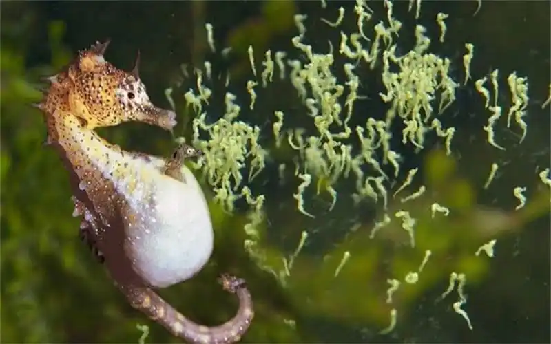 公海马生孩子?挺着大肚子疯狂抽搐,小海马瞬间被"射出"