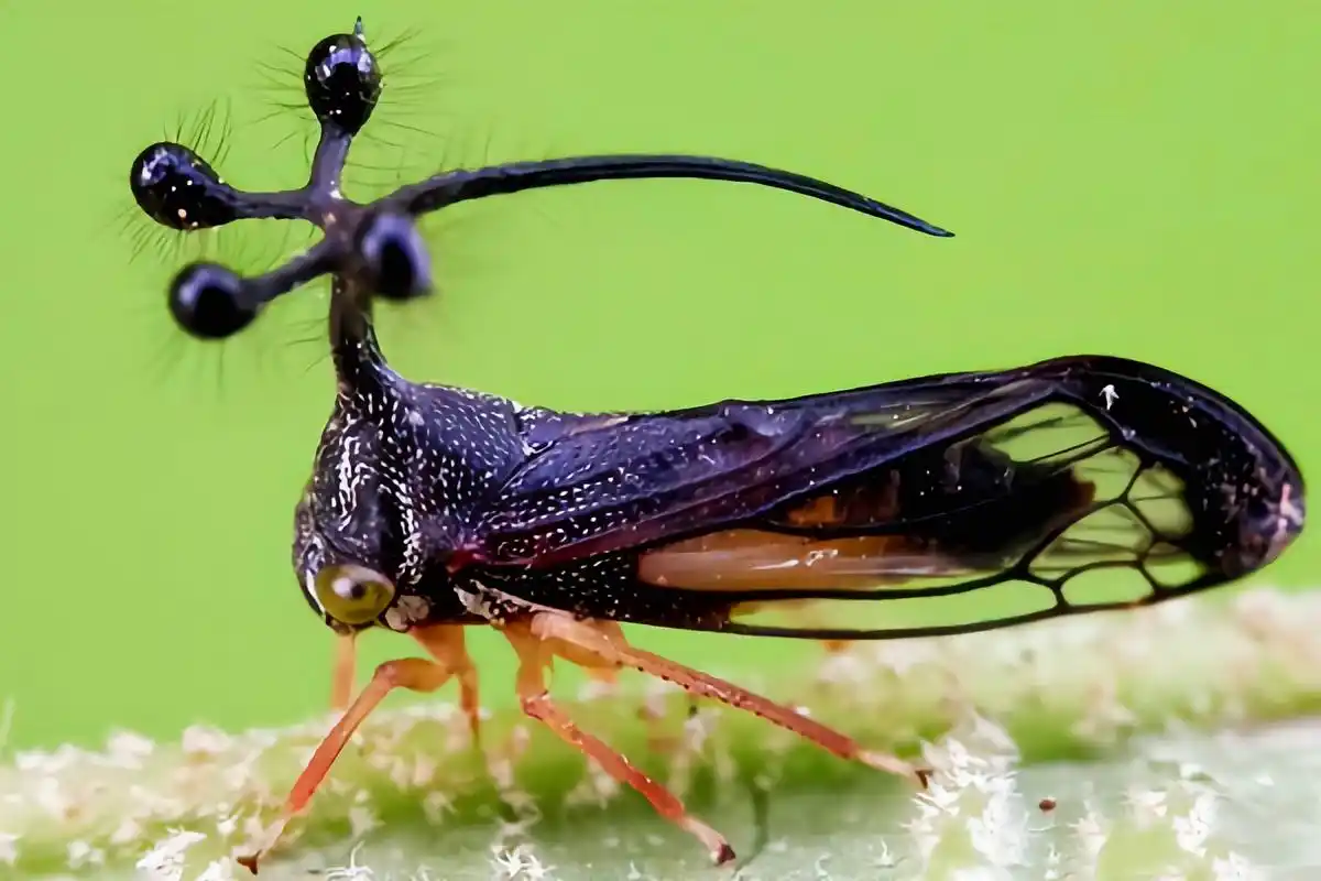 每天认识一种昆虫——巴西角蝉 巴西角蝉又名四瘤