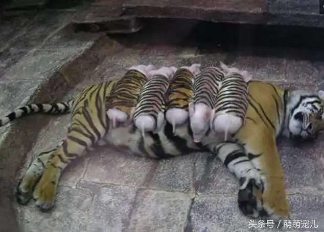 母老虎丧子后抑郁绝食兽医无奈之举竟得奇效