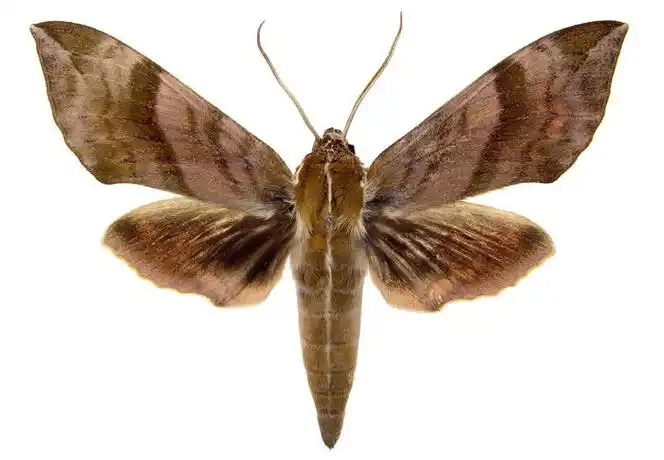 p>葡萄天蛾( i>ampelophaga rubiginosa rubiginosa /i>)是天蛾科