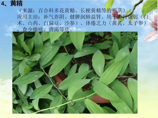 常见中草药图片及功效介绍ppt