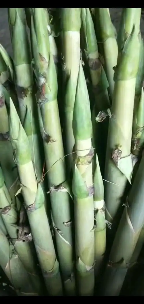 今年白夹竹笋子发得好好哟,不知好不好吃?