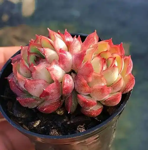 此款多肉玫瑰好养好看爱爆头上色后梦幻十足仙气飘飘