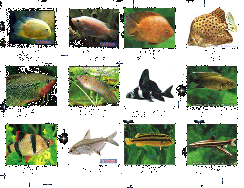 淡水观赏鱼的种类大全你认识几个