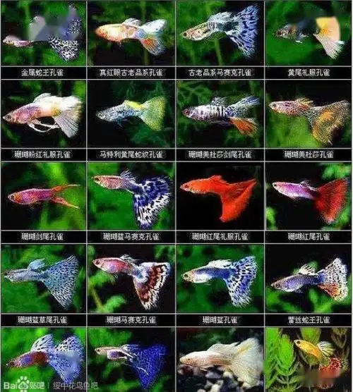 新手不收藏会后悔至今最全孔雀鱼百万鱼凤尾资料大全
