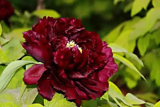 牡丹珍稀品种～黑牡丹